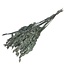 Gedroogde Chasmanthium Latifolium | Kleur: Naturel | Plataargras Droogbloemen | Lengte ± 70 centimeter | Gewicht 50 gram | Per bos