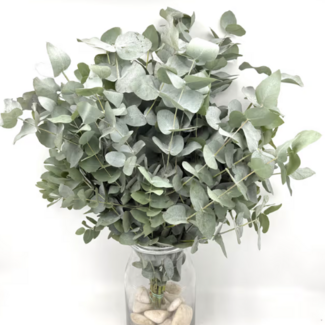 Freshy Verse Eucalyptus Cinerea uit Portugal | ↕ 65cm | Tak Select | Per 10 takken