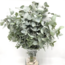 Verse Eucalyptus Cinerea uit Portugal | ↕ 65cm | Tak Select | Per 10 takken