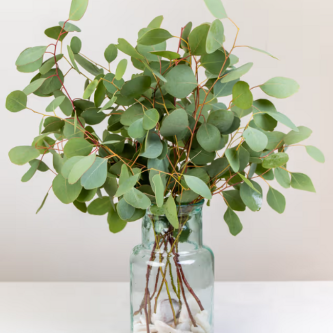 Verse Eucalyptus Populus uit Portugal | ↕ 65cm | Tak Select | Per 10 takken