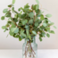 Verse Eucalyptus Populus uit Portugal | ↕ 65cm | Tak Select | Per 10 takken