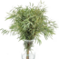 Verse Eucalyptus Nicholli uit Portugal | ↕ 65cm | Tak Select | Per 10 takken