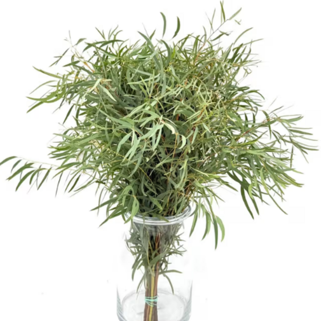 Verse Eucalyptus Nicholli uit Portugal | ↕ 65cm | Tak Select | Per 10 takken