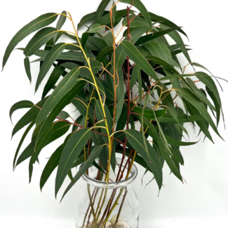 Freshy Verse Eucalyptus Victoria uit Portugal | ↕ 65cm | Tak Select | Per 10 takken