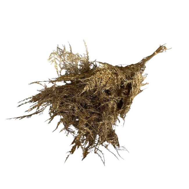 Gold-coloured Preserved Asparagus | Length ± 65 centimeter | Weight 150 gram | Per bunch