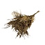 Gold-coloured Preserved Asparagus | Length ± 65 centimeter | Weight 150 gram | Per bunch