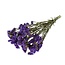 Gedroogde Statice Sinuata | Kleur: Paars | Statice Droogbloemen | Lengte ± 70 centimeter | Gewicht 100 gram | Per bos