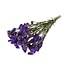 Gedroogde Statice Sinuata | Kleur: Paars | Statice Droogbloemen | Lengte ± 70 centimeter | Gewicht 100 gram | Per bos