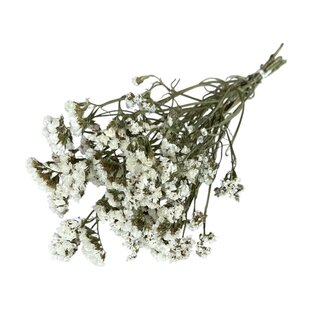 Casa Alegria Gedroogde Statice Sinuata | Kleur: Natuurlijk Wit | Statice Droogbloemen | Lengte ± 70 centimeter | Gewicht 100 gram | Per bos