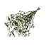 Natural White Dried Statice Sinuata | Statice Dried Flowers | Length ± 70 centimetre | Weight 100 gram | Per bunch