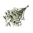 Natural White Dried Statice Sinuata | Statice Dried Flowers | Length ± 70 centimetre | Weight 100 gram | Per bunch