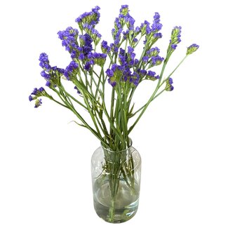 Frische dunkelblaue Statice Limonium Sinuata | Frische Blumen | Länge ± 70 centimeter | 5 Stiele pro Bund | Pro Bund