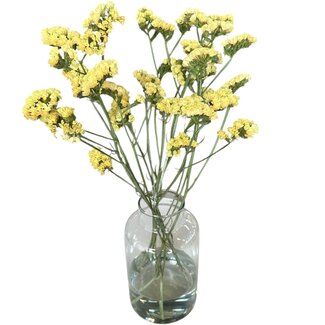 Frische intensiv gelbe Statice Limonium Sinuata | Länge ± 70 centimeter | Frische Blumen | 5 Stiele pro Bund | Pro Bund
