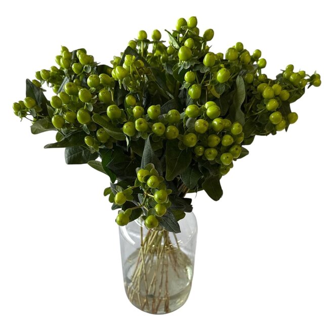 Verse Hypericum “Lucky Romance” | Kleur: Groen | Verse Bloemen | Lengte ± 50 centimeter | 25 takken per bos | Per bos
