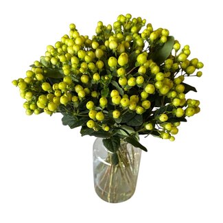 Freshy Fresh Lime-green Hypericum “Smiley Romance” | Fresh Flowers | Length ± 50 centimetre | 25 stems per bunch | Per bunch