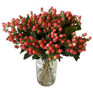 Freshy Fresh Pink Hypericum “Sweet Romance” | Fresh Flowers | Length ± 50 centimeter | 25 stems per bunch | Per bunch