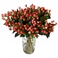 Verse Hypericum “Sweet Romance” | Kleur: Roze | Verse Bloemen | Lengte ± 50 centimeter | 25 takken per bos | Per bos