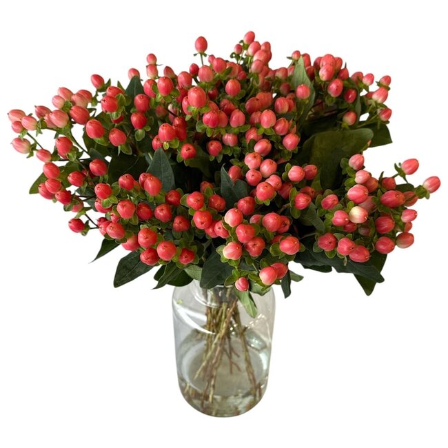 Fresh Pink Hypericum “Sweet Romance” | Fresh Flowers | Length ± 50 centimetre | 25 stems per bunch | Per bunch