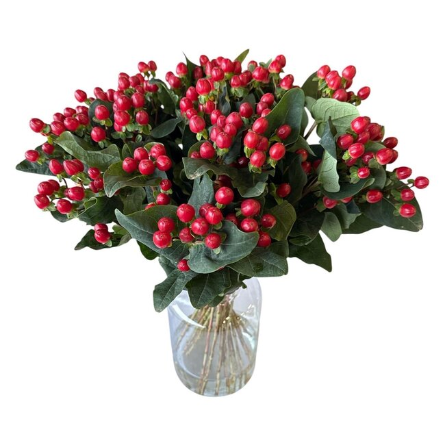 Fresh Red Hypericum “True Romance” | Fresh Flowers | Length ± 50 centimetre | 25 stems per bunch | Per bunch