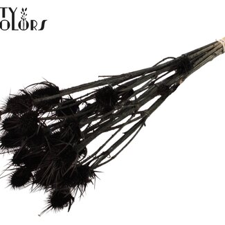 QC Gedroogde Distels | Kleur: Zwart | Cardistella Droogbloemen | Lengte ± 55 centimeter | 10 takken per bos | Per bos
