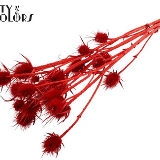 QC Gedroogde Distels | Kleur: Rood | Cardistella Droogbloemen | Lengte ± 70 centimeter | 5 takken per bos | Per bos