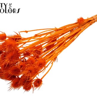 QC Gebleekte Gedroogde Distels | Kleur: Oranje | Cardistella Droogbloemen | Lengte ± 55 centimeter | 10 takken per bos | Per bos