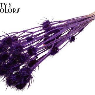 QC Gebleekte Gedroogde Distels | Kleur: Paars | Cardistella Droogbloemen | Lengte ± 55 centimeter | 10 takken per bos | Per bos
