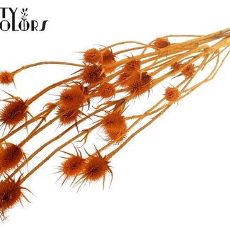 QC Gedroogde Distels | Kleur: Abrikoos | Cardistella Droogbloemen | Lengte ± 70 centimeter | 5 takken per bos | Per bos