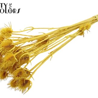 QC Gebleekte Gedroogde Distels | Kleur: Geel | Cardistella Droogbloemen | Lengte ± 55 centimeter | 10 takken per bos | Per bos