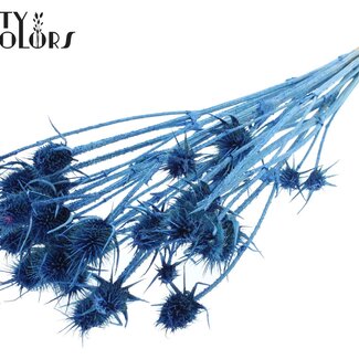 QC Gedroogde Distels | Kleur: Pearl Blauw | Cardistella Droogbloemen | Lengte ± 55 centimeter | 10 takken per bos | Per bos