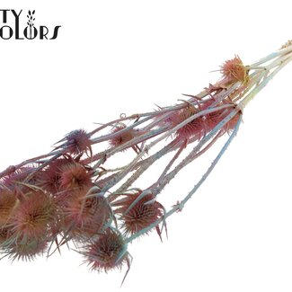 QC Gebleekte Gedroogde Distels | Kleur: Gemengde Kleuren Roze | Cardistella Droogbloemen | Lengte ± 70 centimeter | 5 takken per bos | Per bos