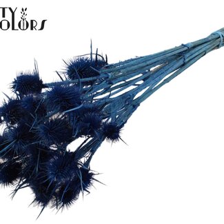 QC Gedroogde Distels | Kleur: Donkerblauw | Cardistella Droogbloemen | Lengte ± 55 centimeter | 10 takken per bos | Per bos