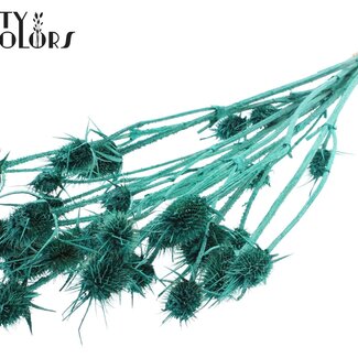 QC Gedroogde Distels | Kleur: Pearl Turkoois | Cardistella Droogbloemen | Lengte ± 55 centimeter | 10 takken per bos | Per bos