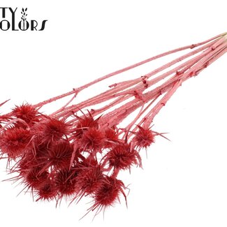 QC Gedroogde Distels | Kleur: Pearl Koraalrood | Cardistella Droogbloemen | Lengte ± 55 centimeter | 10 takken per bos | Per bos