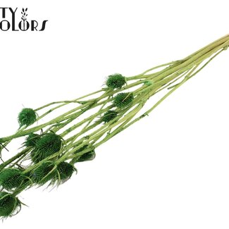 QC Gedroogde Distels | Kleur: Lichtgroen | Cardistella Droogbloemen | Lengte ± 70 centimeter | 5 takken per bos | Per bos