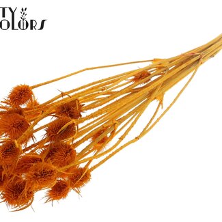 QC Gebleekte Gedroogde Distels | Kleur: Abrikoos | Cardistella Droogbloemen | Lengte ± 55 centimeter | 10 takken per bos | Per bos