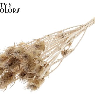 QC Gedroogde Distels | Kleur: Pearl Wit | Cardistella Droogbloemen | Lengte ± 55 centimeter | 10 takken per bos | Per bos