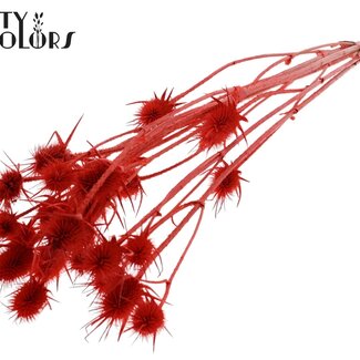 QC Gebleekte Gedroogde Distels | Kleur: Koraalrood | Cardistella Droogbloemen | Lengte ± 70 centimeter | 5 takken per bos | Per bos