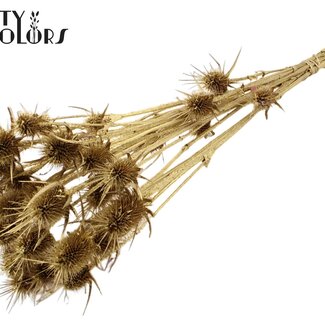 QC Gedroogde Distels | Kleur: Goud | Goudkleurige Cardistella Droogbloemen | Lengte ± 55 centimeter | 10 takken per bos | Per bos