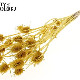 QC Gedroogde Distels | Kleur: Metallic Geel | Cardistella Droogbloemen | Lengte ± 55 centimeter | 10 takken per bos | Per bos