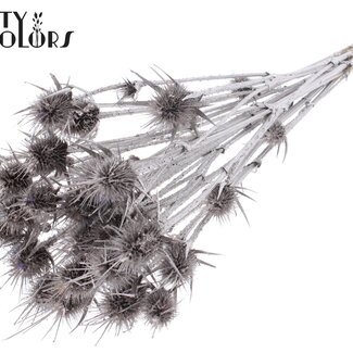 QC Gedroogde Distels | Kleur: Champagne | Cardistella Droogbloemen | Lengte ± 55 centimeter | 10 takken per bos | Per bos