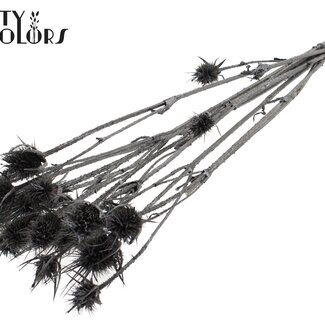 QC Gedroogde Distels | Kleur: Metallic Grafiet | Cardistella Droogbloemen | Lengte ± 55 centimeter | 10 takken per bos | Per bos