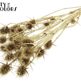 QC Gedroogde Distels met Glitter | Kleur: Gouden | Goudkleurige Cardistella Droogbloemen | Lengte ± 55 centimeter | 10 takken per bos | Per bos