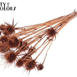 QC Gedroogde Distels met Glitter | Kleur: Koper | Koperkleurige Cardistella Droogbloemen | Lengte ± 55 centimeter | 10 takken per bos | Per bos