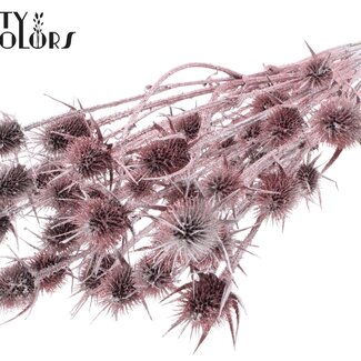 QC Gedroogde Distels met Glitter | Kleur: Champagne | Cardistella Droogbloemen | Lengte ± 55 centimeter | 10 takken per bos | Per bos