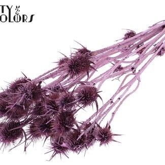 QC Gedroogde Distels | Kleur: Metallic Roze | Cardistella Droogbloemen | Lengte ± 60 centimeter | 10 takken per bos | Per bos