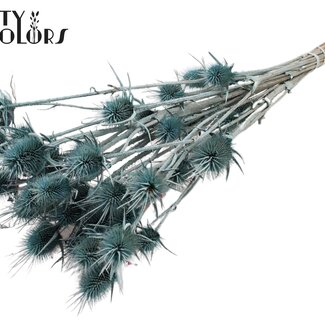 QC Gedroogde Distels | Kleur: Frosted Blauwgroen | Cardistella Droogbloemen | Lengte ± 55 centimeter | 10 takken per bos | Per bos
