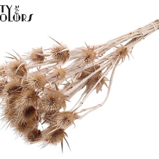 QC Gedroogde Distels | Kleur: Frosted Wit | Cardistella Droogbloemen | Lengte ± 55 centimeter | 10 takken per bos | Per bos