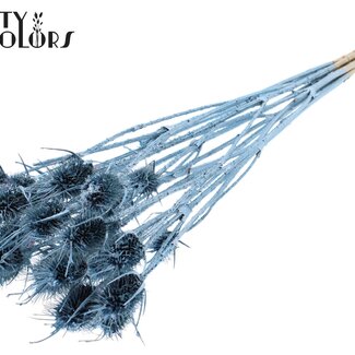 QC Gedroogde Distels | Kleur: Metallic Blauw | Cardistella Droogbloemen | Lengte ± 55 centimeter | 10 takken per bos | Per bos