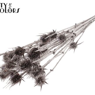 QC Gedroogde Distels | Kleur: Champagne | Cardistella Droogbloemen | Lengte ± 70 centimeter | 5 takken per bos | Per bos